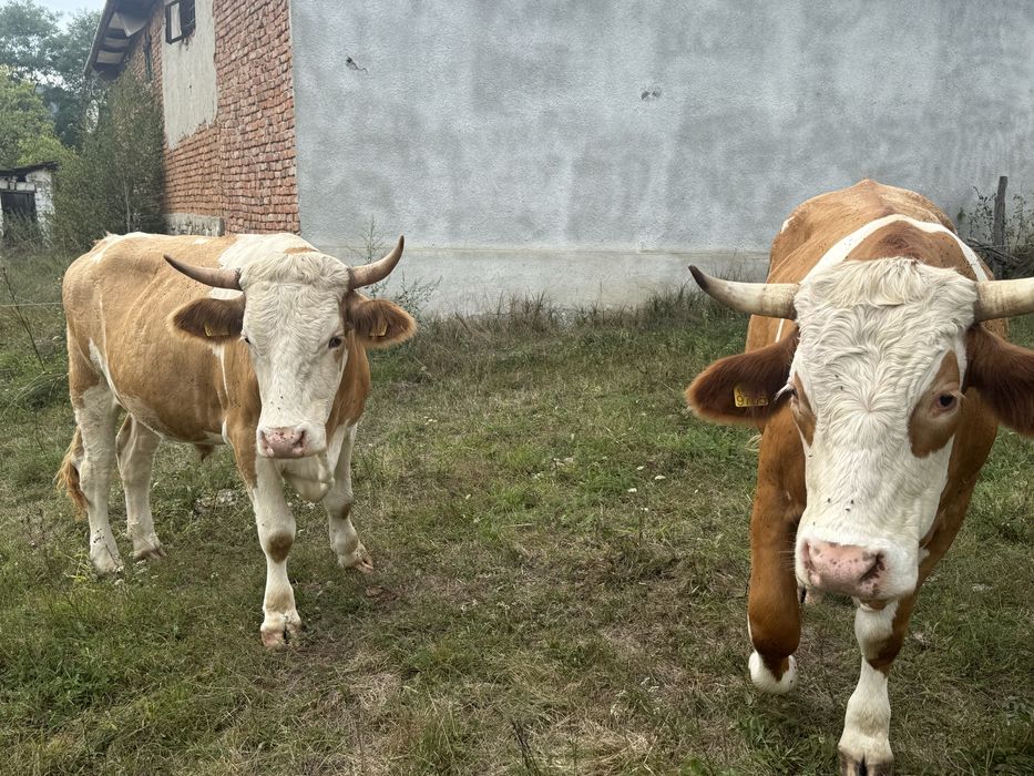 Vând junci de 3 ani