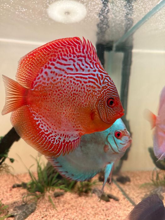 Vand discusi maturi pereche