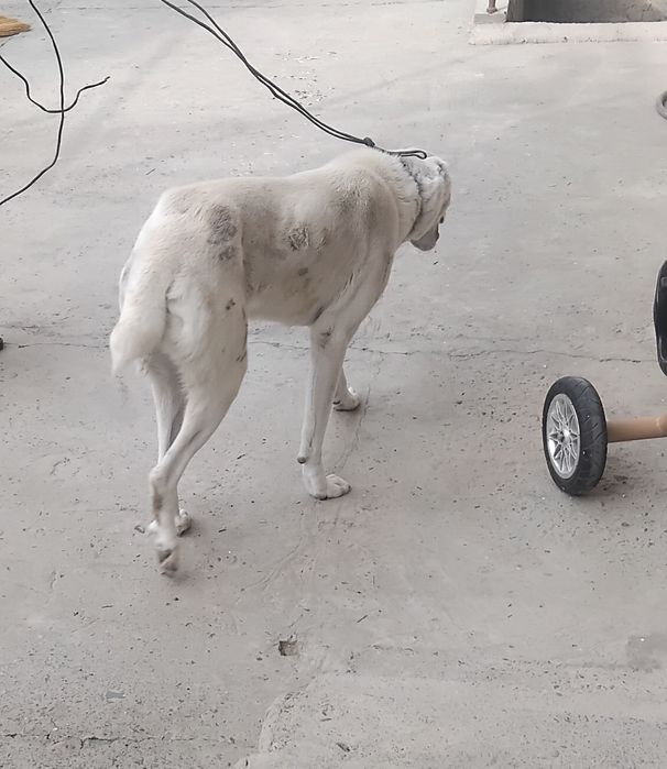 Собака сотилади. Кучук муфурушам. Ит сотилади