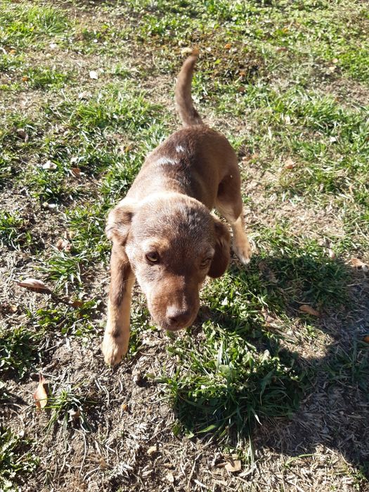 Малки кученца  се ПОДАРЯВАТ  Добрич