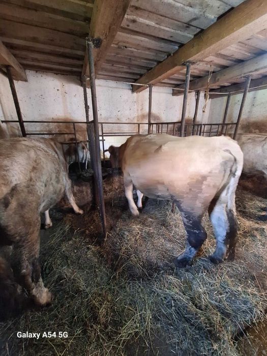Vacă de vânzare,fătată în vara asta
