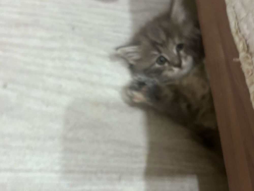 Отдаем котят в хорошие руки девочки