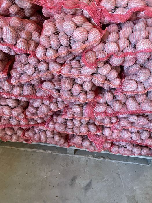 Cartofi pentru TARABA