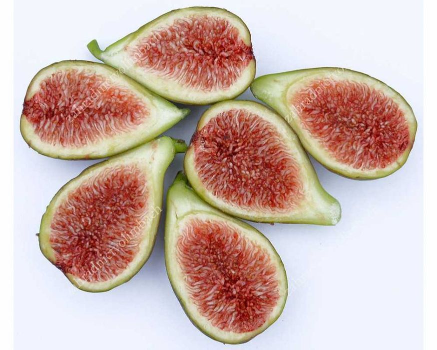 Smochin Dalmatie ( Ficus Carica Dalmatie) , ghiveci 2L, h 60 - 90cm