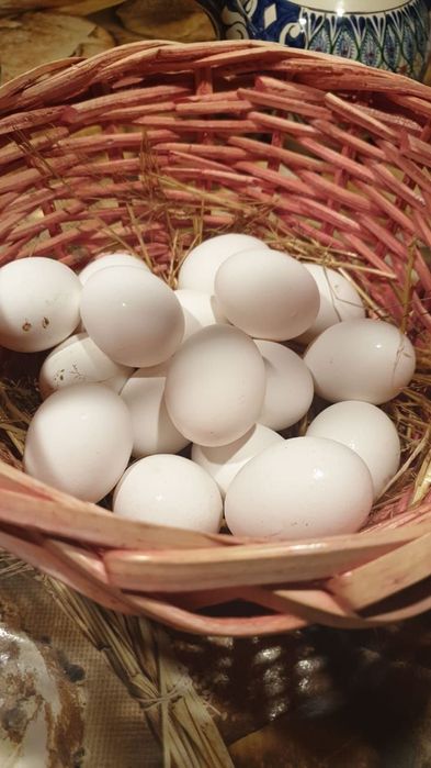Утиные яйца | O'rdak tuxumlari