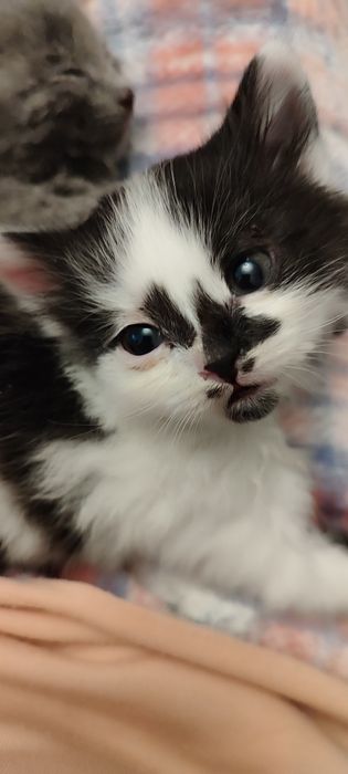 Отдам котенка в добрые руки)