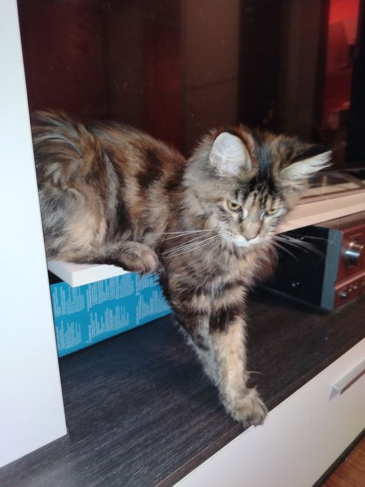 Fetita Maine Coon XXL