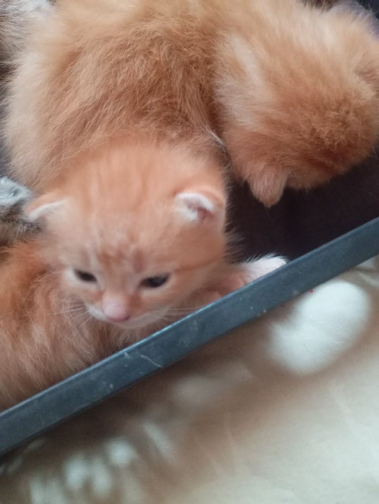 отдам рыжих котят