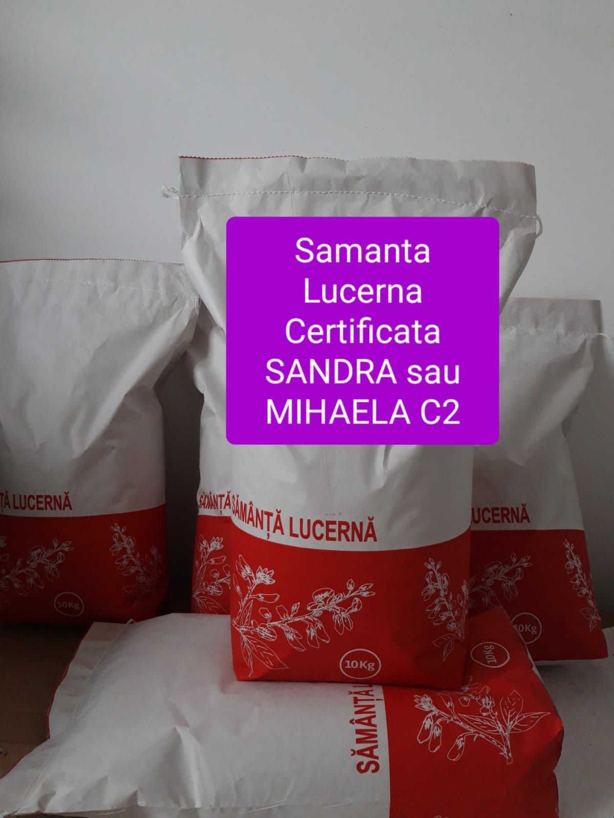 Samanta Porumb Certificat MAGNUS , Floarea soarelui,  Lucerna