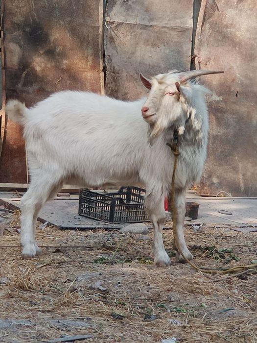 Oppoq taka ,zottor ,dalada osgan