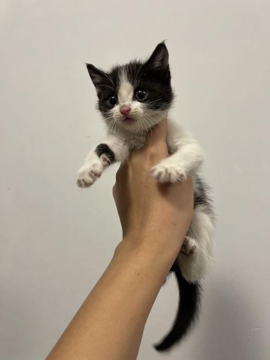 Котенок ищет дом
