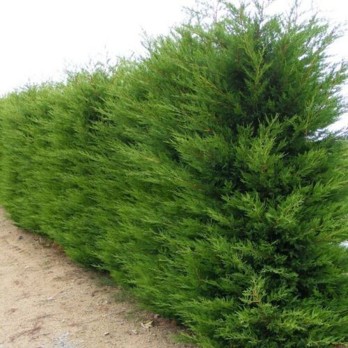 Leylandii gard viu veșnic verde, iarna, Cupressus, chiparos,teren casă