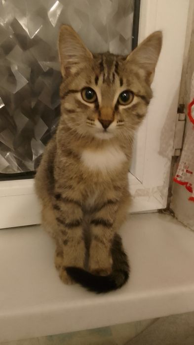 Котенок мальчик в добрые руки