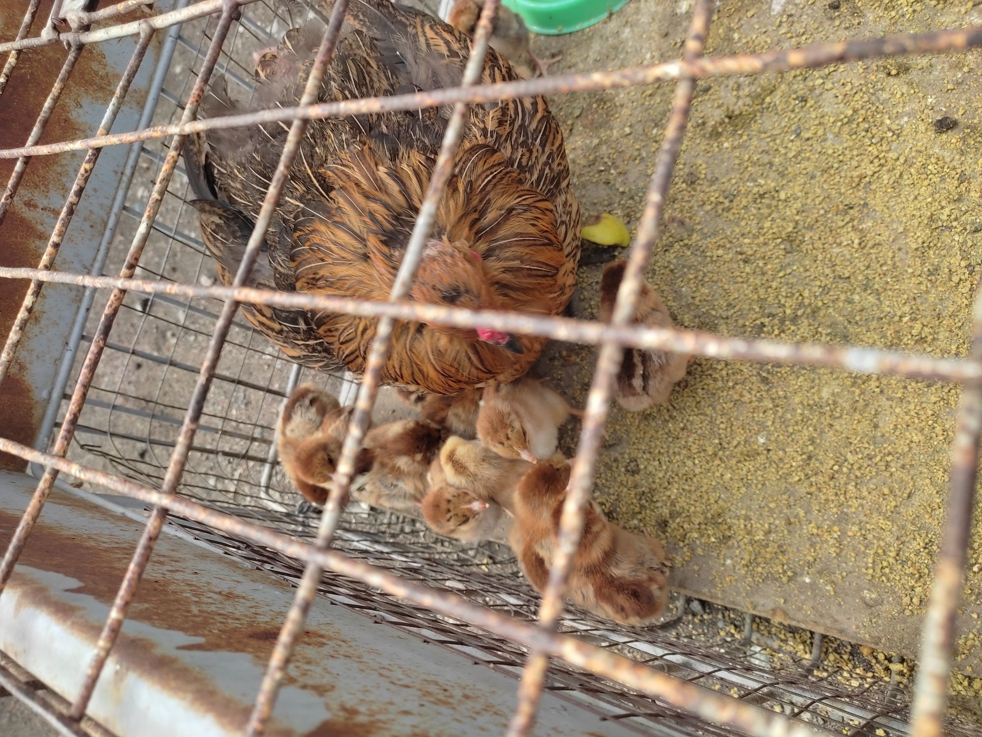 Квочка с цыплятами домашняя кучинской породы