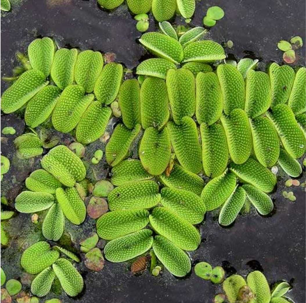 Ceratophyllum demersum/Salvinia