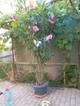 Leandru în ghiveci – plantă mare