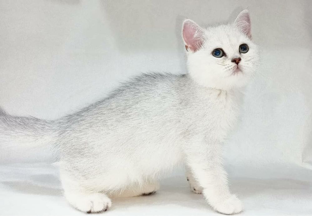 Продается котята серебристая шиншила л