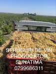 Struguri de vin transport gratuit
