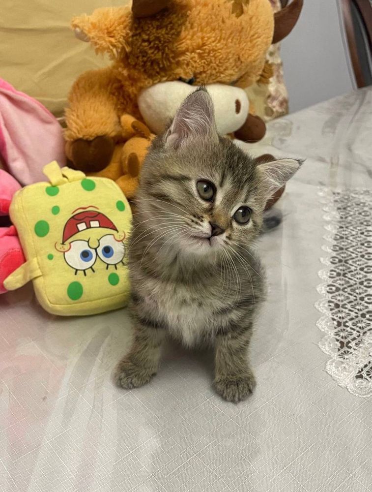 Продается кошка девчонка