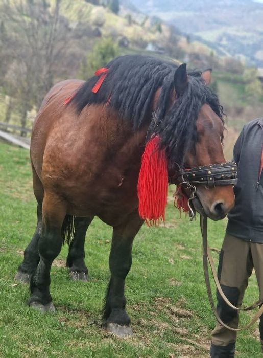 Vând Armăsar de 3 ani