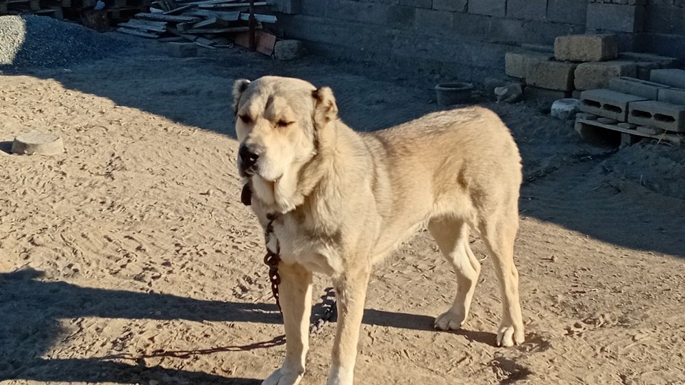 Продаётся собака