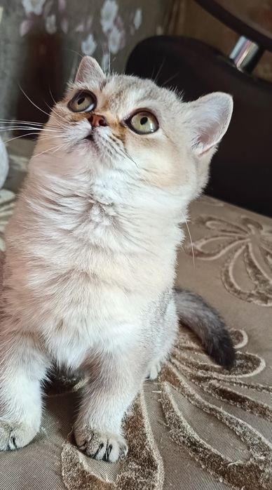 Британская короткошёрстная.Девочка.