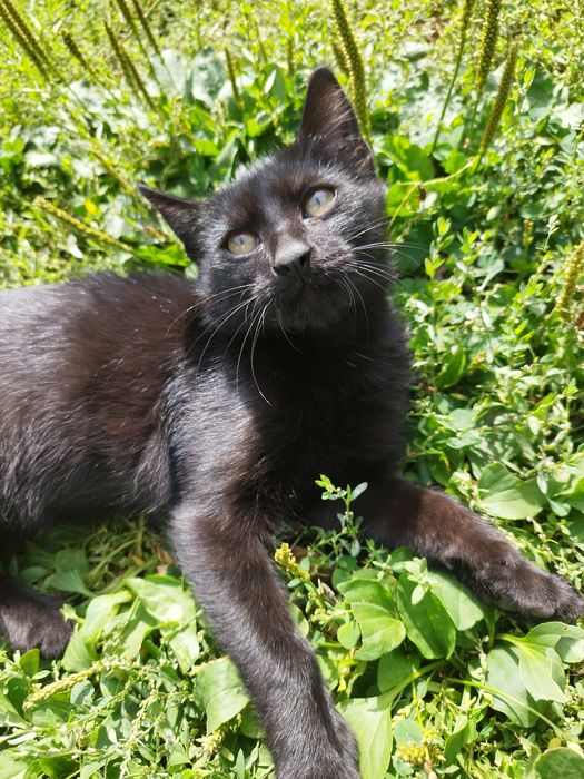 Pisoiaș pentru adopție!