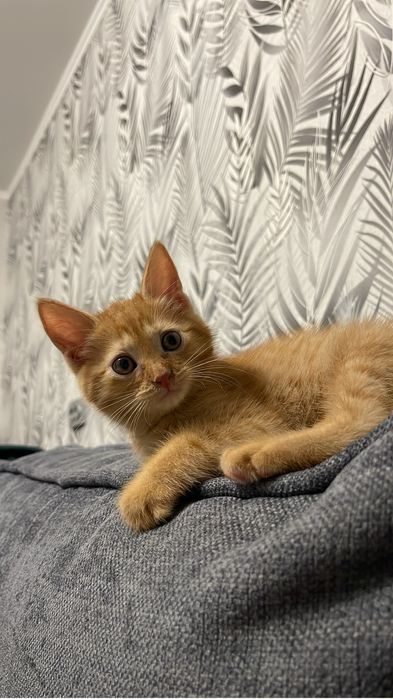 Отдам кошечку в добрые руки