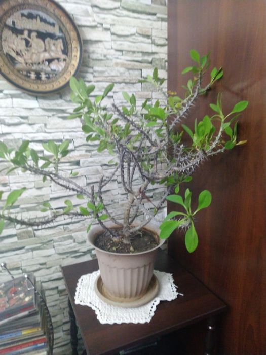 Эурфобия , комнатное растение