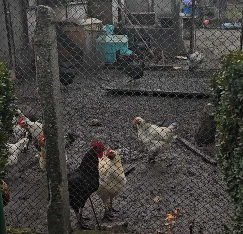 Продавам Кокошки