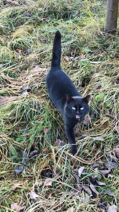 Donez motan frumos cuminte și curat