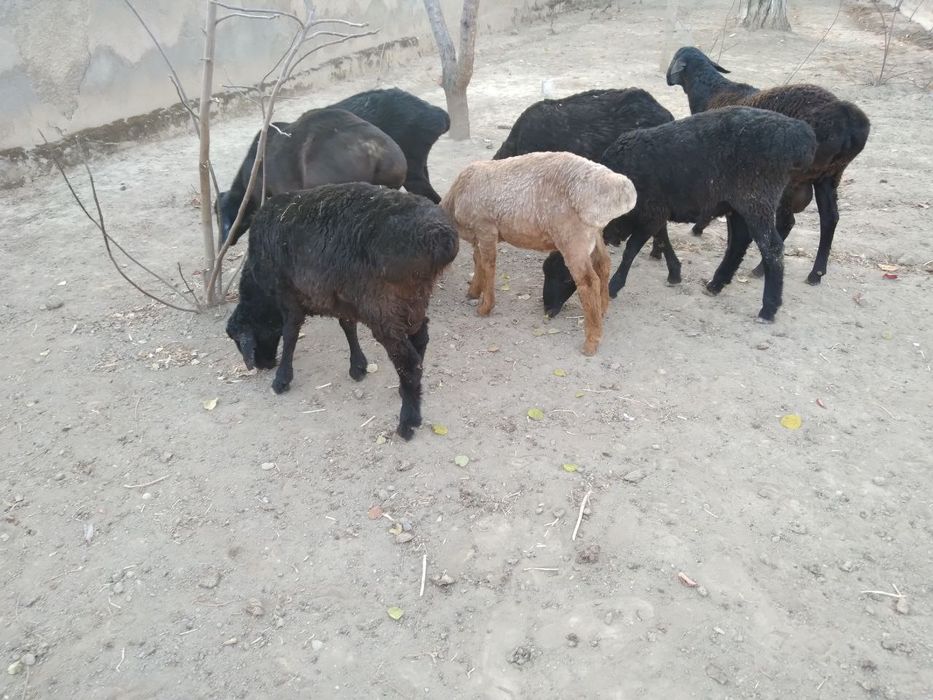 Qõchqorlar sotiladi