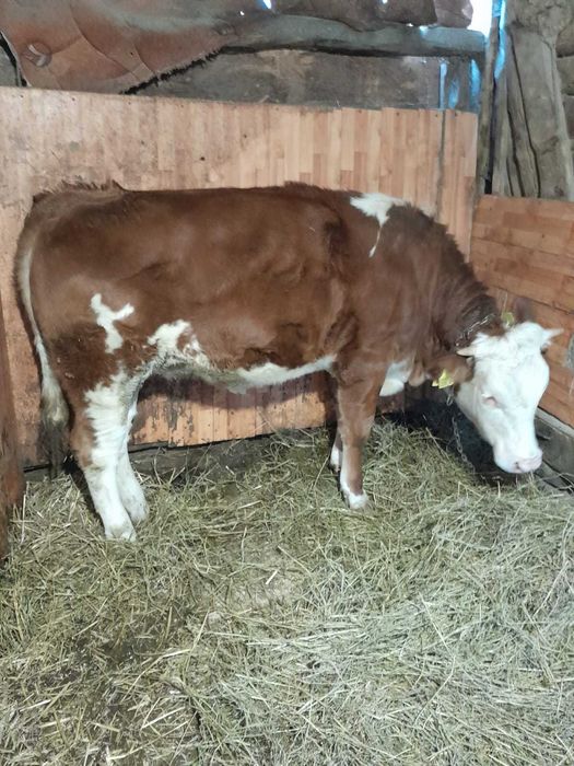 Vând șapte bucăți animale