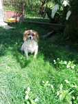 Donez cățelușă pechinez împreună cu patru pui. Puii mănâncă bine