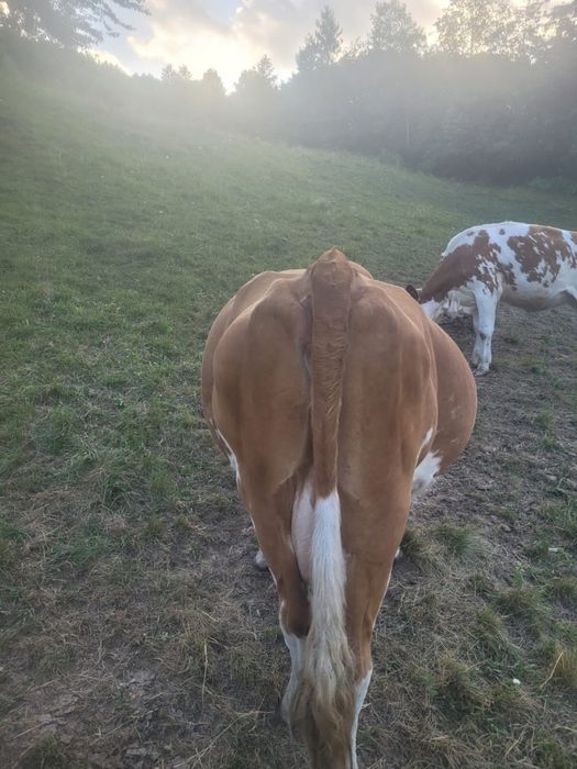 Vaca de vanzare cu lapte