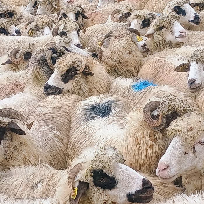 De vânzare 4 oi și un cârlan