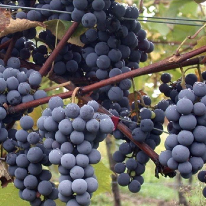 Struguri negri, Nova pt vin