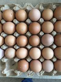 Домашние яйца из дома