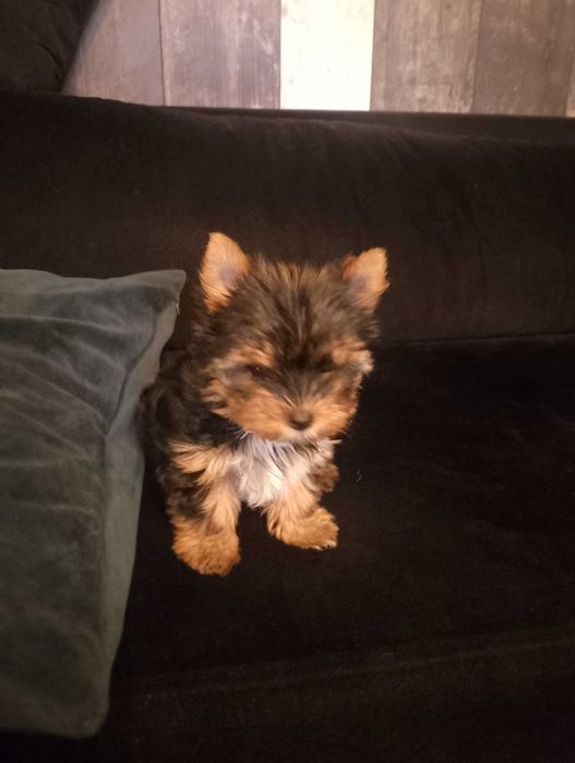 мини йорки женско бебе