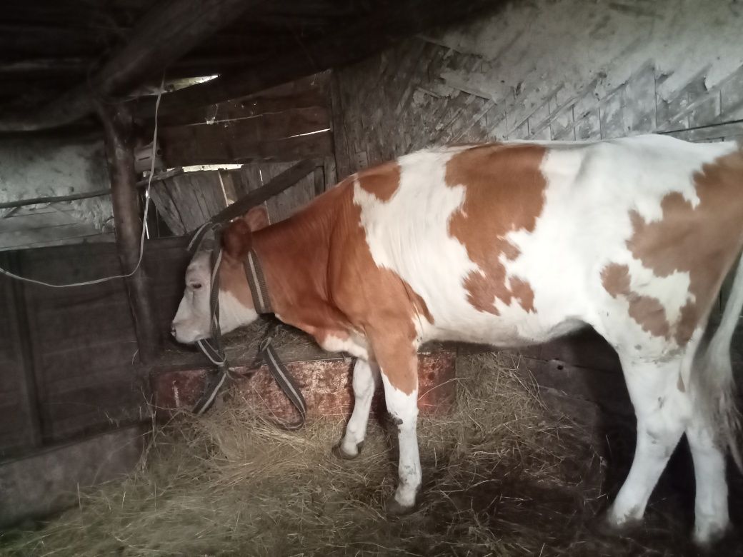 Продам телочку 1,3 месяца