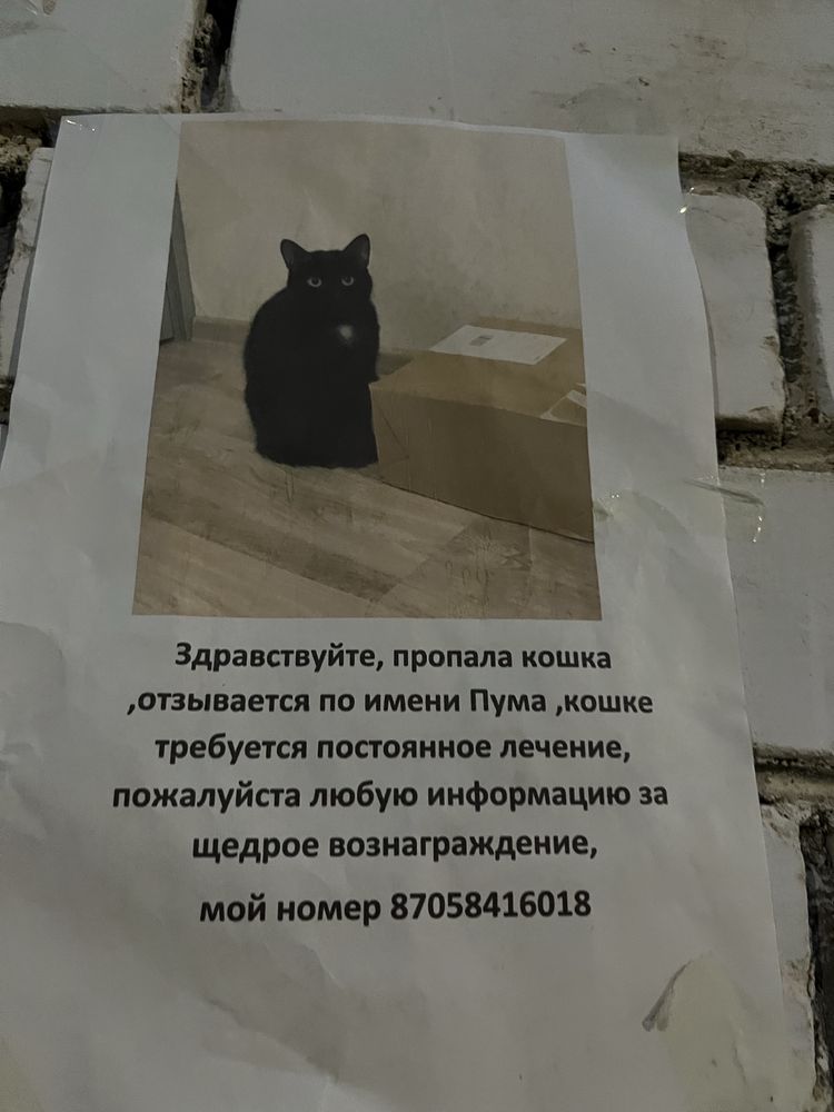 пропала кошка!