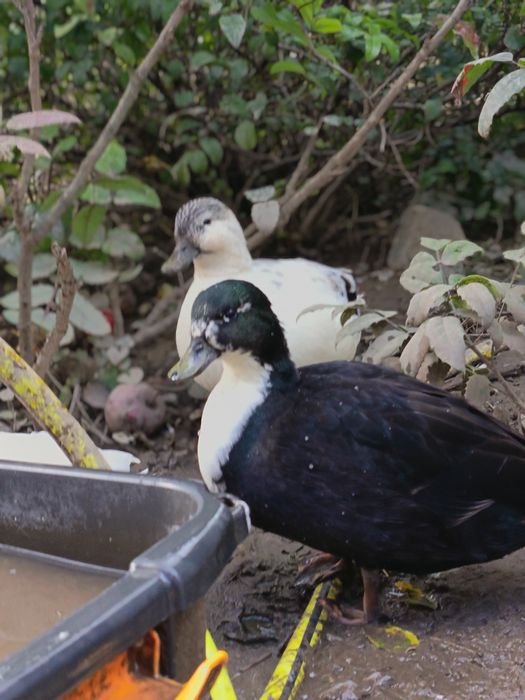 Rațe pitice olandeze