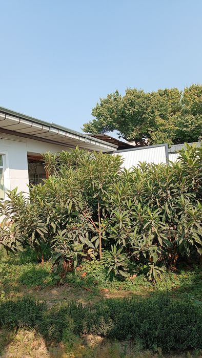 Mushmula mevali darxtlar