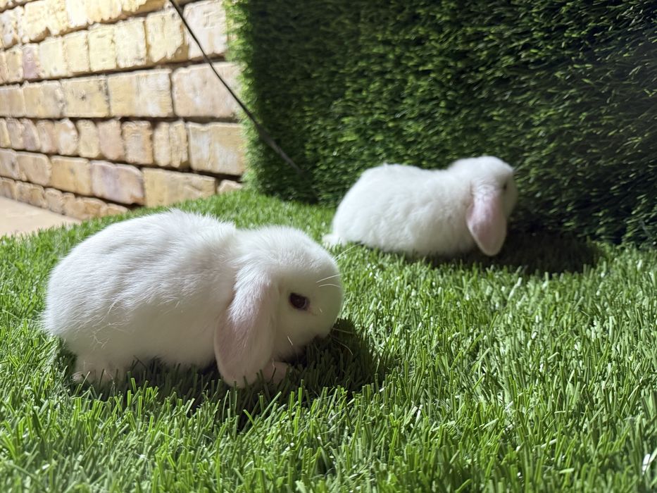 Кролики куенла сотилади quyon sotiladi декоративний кролики