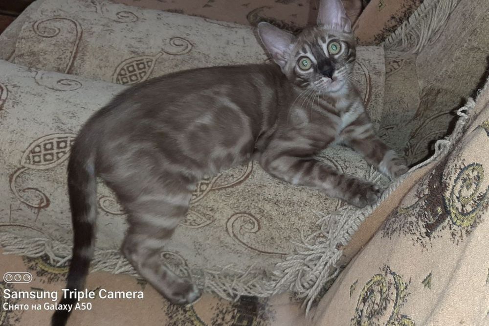 Бенгальские котята