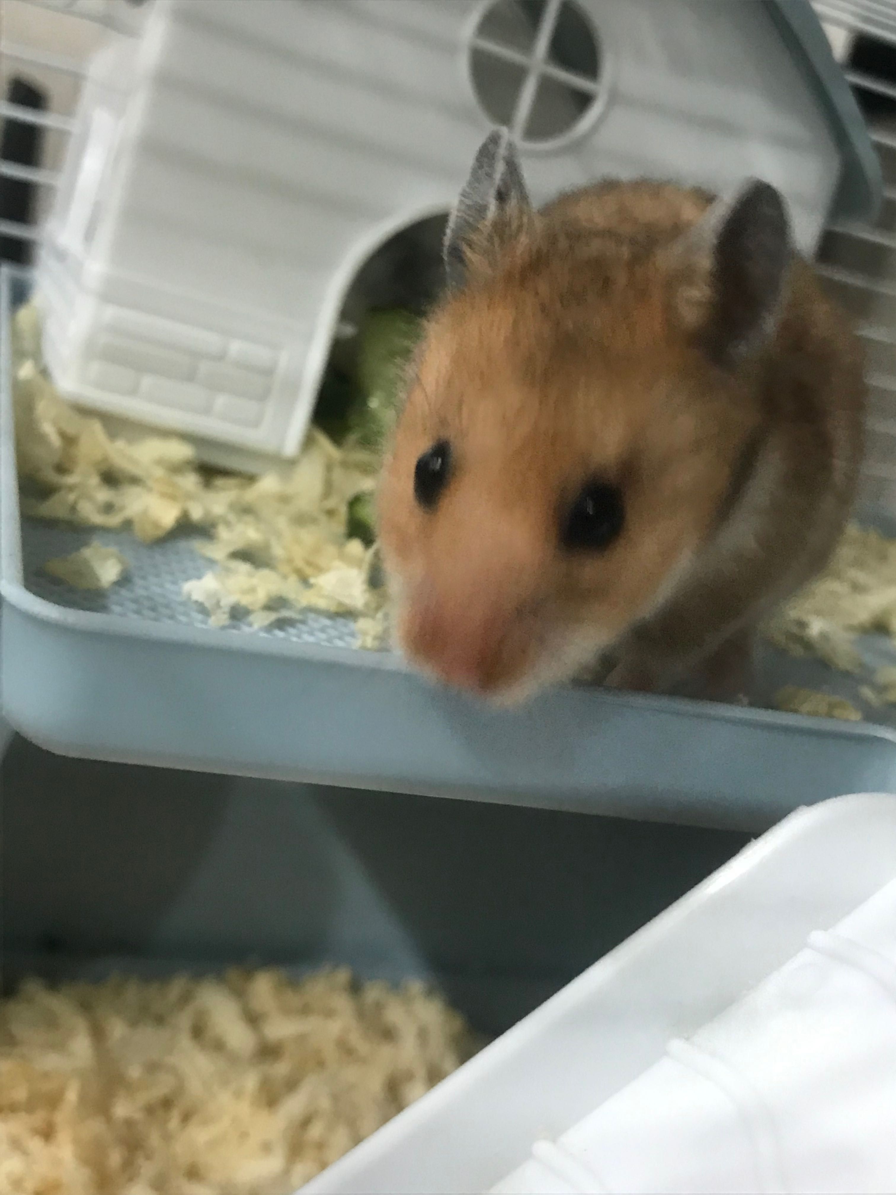 СРОЧНО! Сирийский хомяк можем обменять но только на джунгарского!