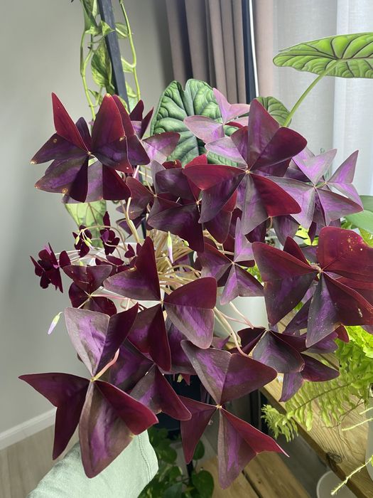 Продам Оксалис (Кислица)