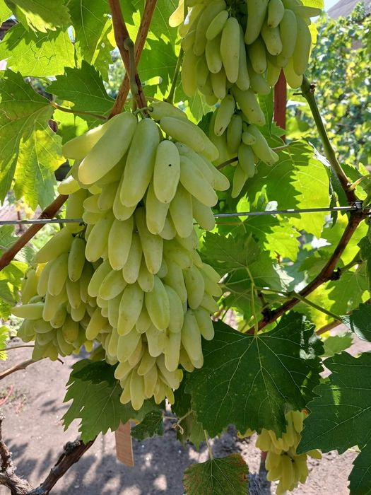 Vita de vie struguri de masa anul 3