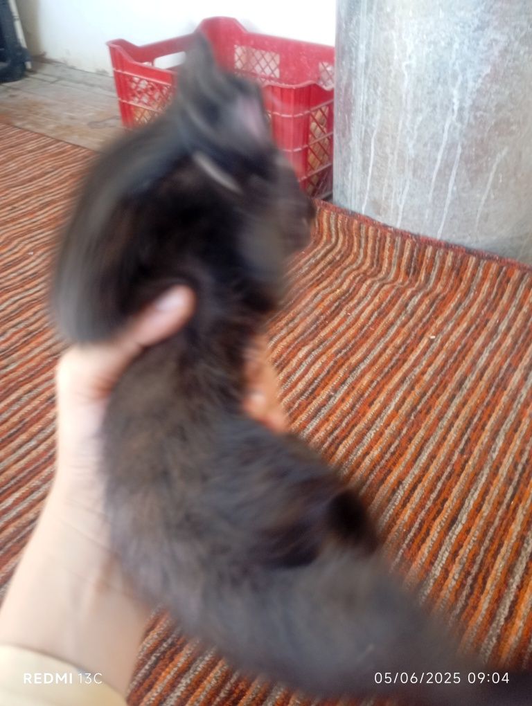 Mushuk bolalari 5 ta 2 oylik