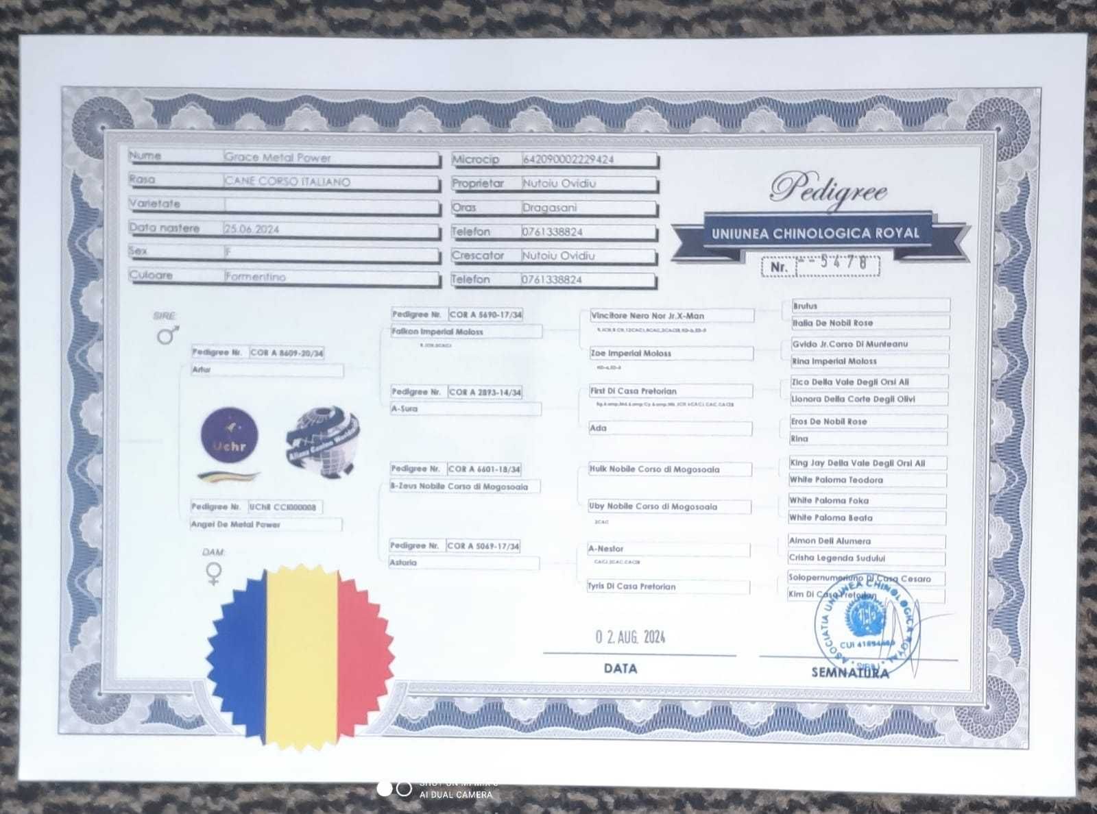 Femela Cane Corso, 13 luni, cu Pedigree+